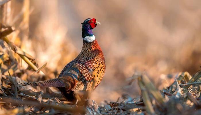 Gibier de chasse près de Meilhan