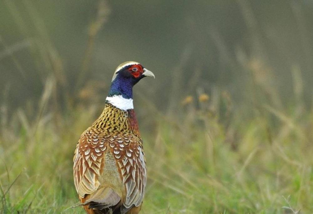 Faisans de chasse près de Meilhan