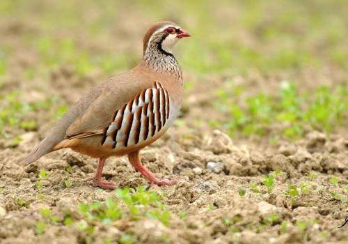 Vente de gibier de chasse près de Meilhan
